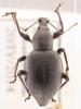 Otiorhynchus sp.